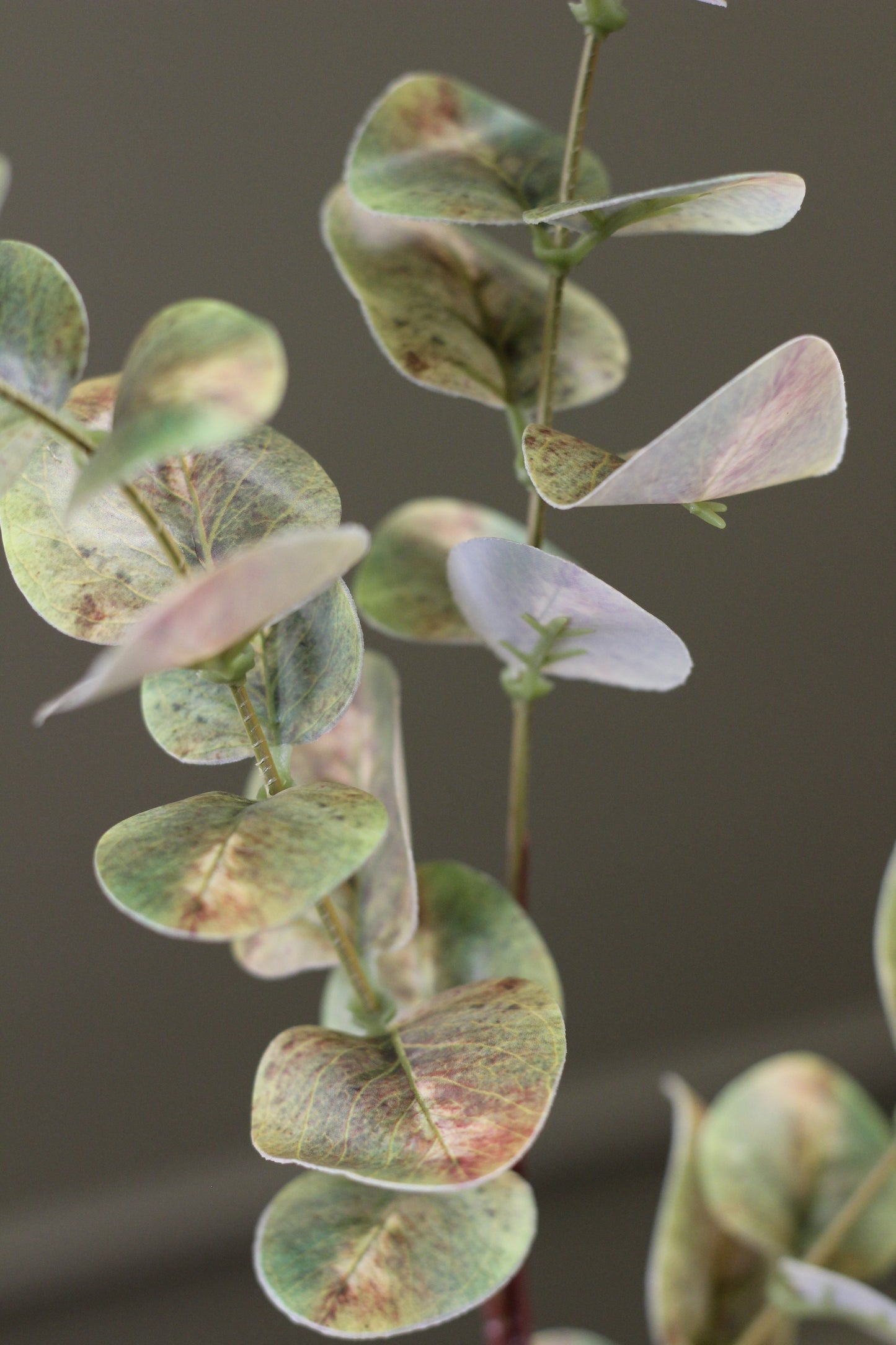 Weathered Sage Eucalyptus Stem