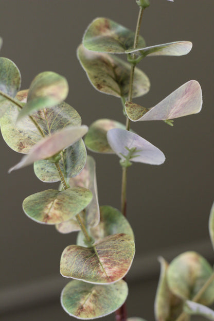 Weathered Sage Eucalyptus Stem