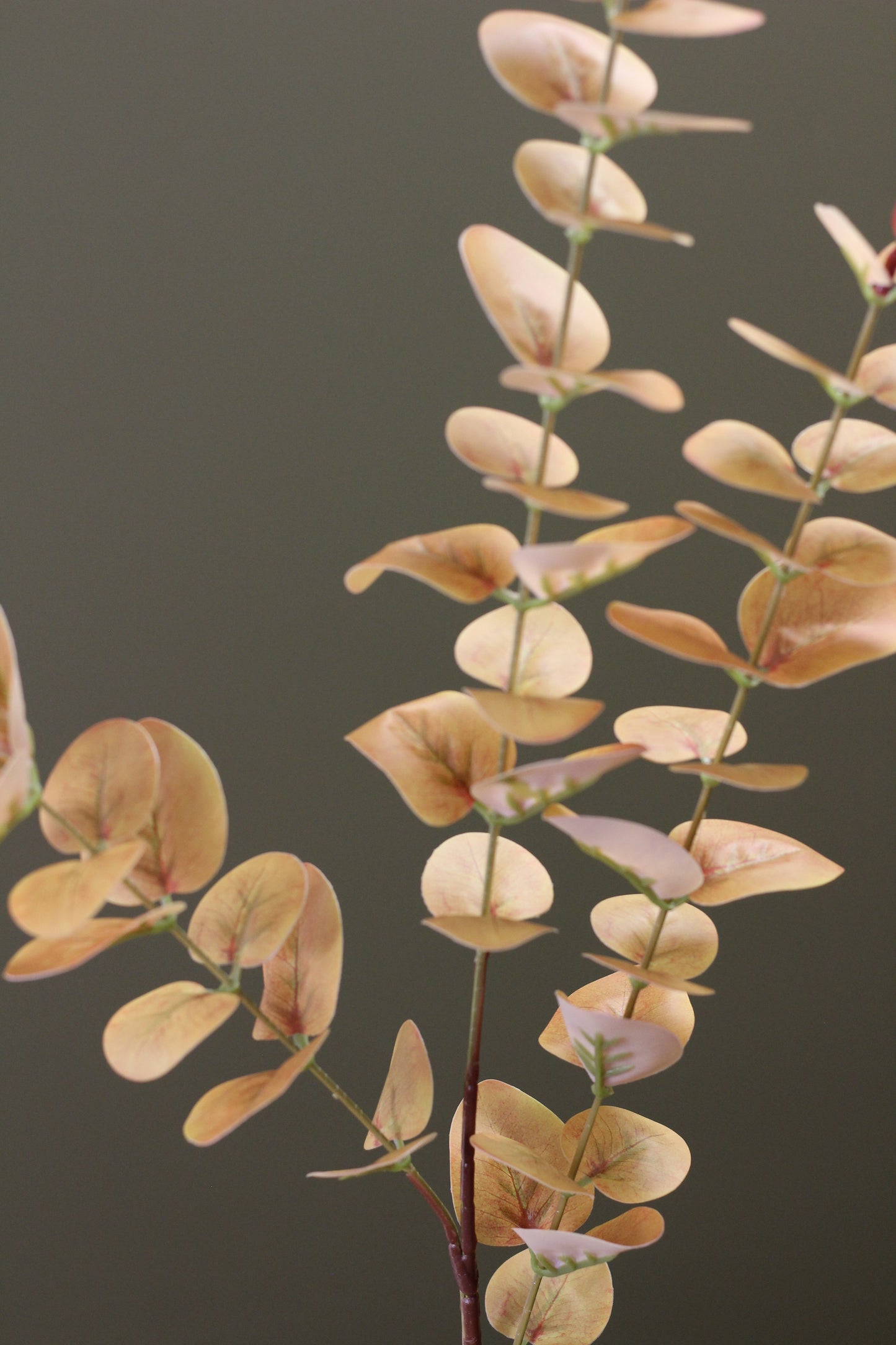 Burnished Orange Eucalyptus Stem