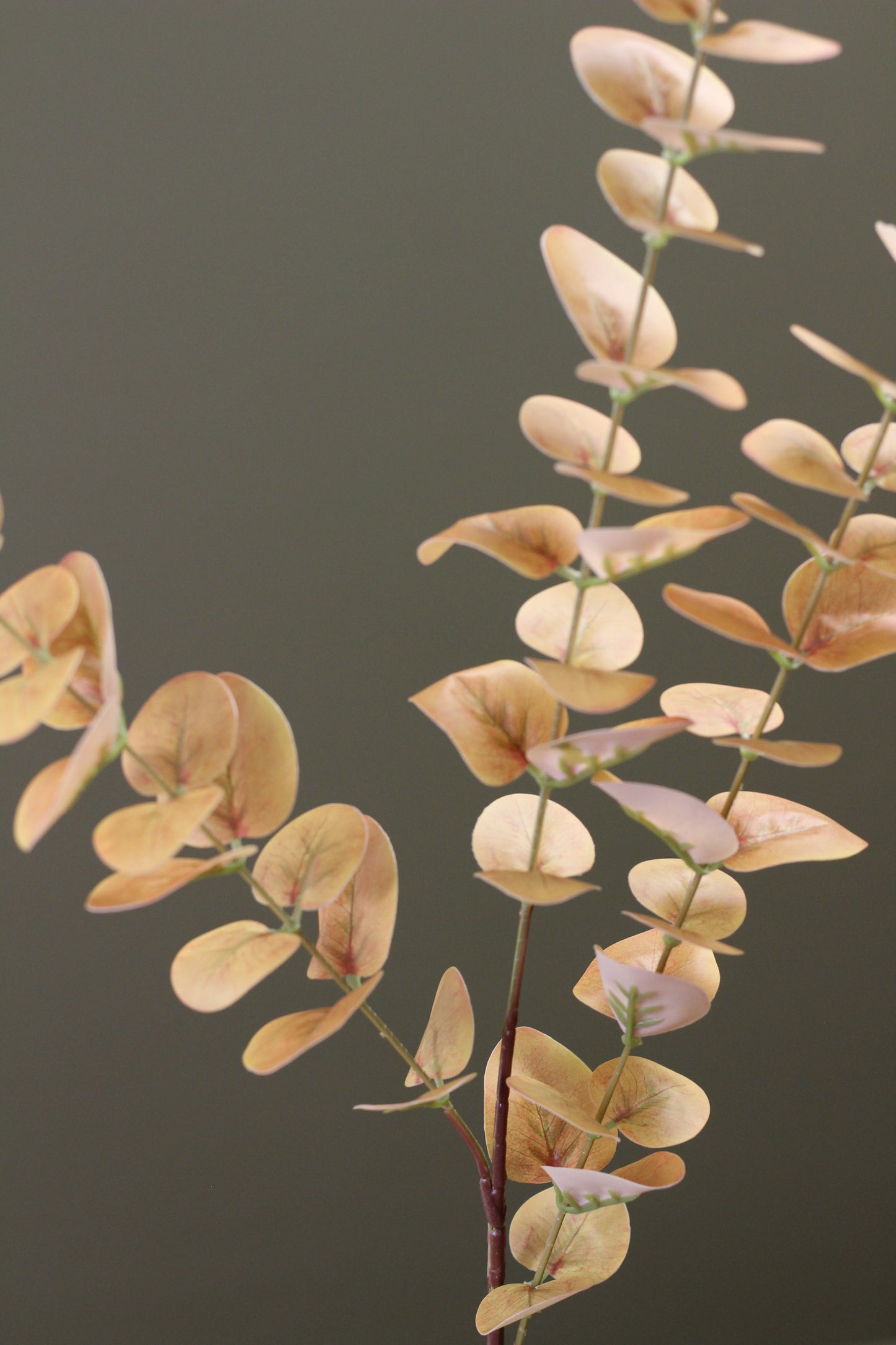 Burnished Orange Eucalyptus Stem