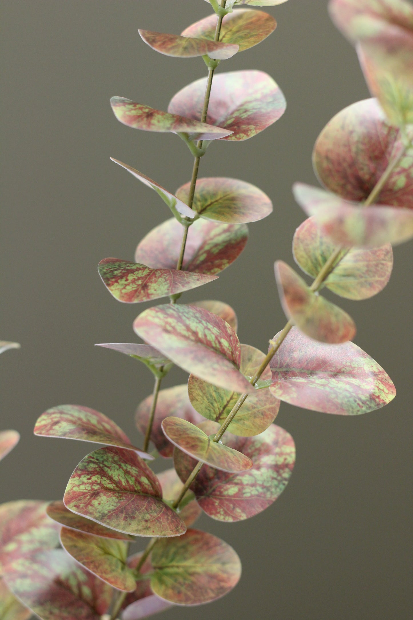 Olive & Umber Eucalyptus Stem