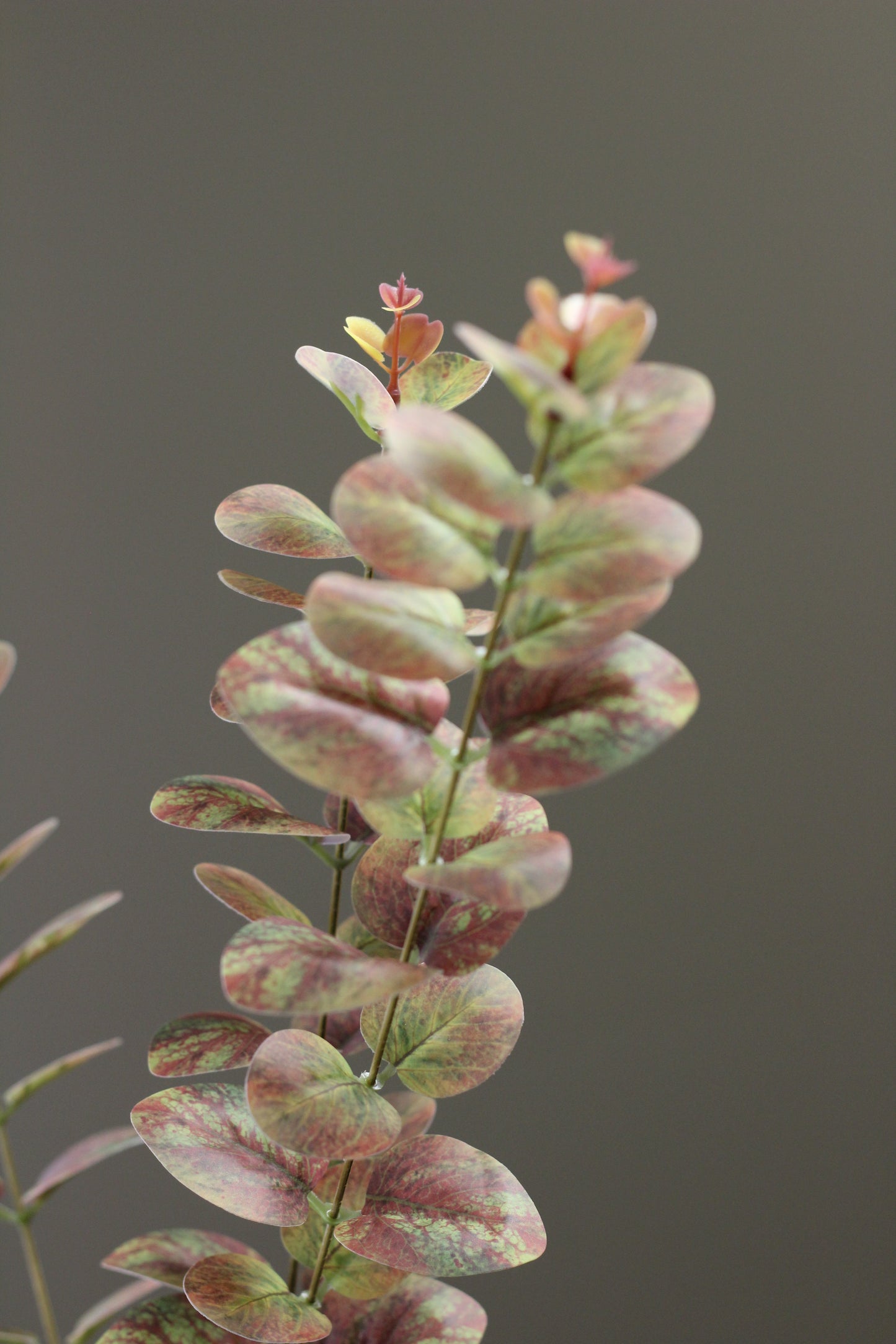 Olive & Umber Eucalyptus Stem