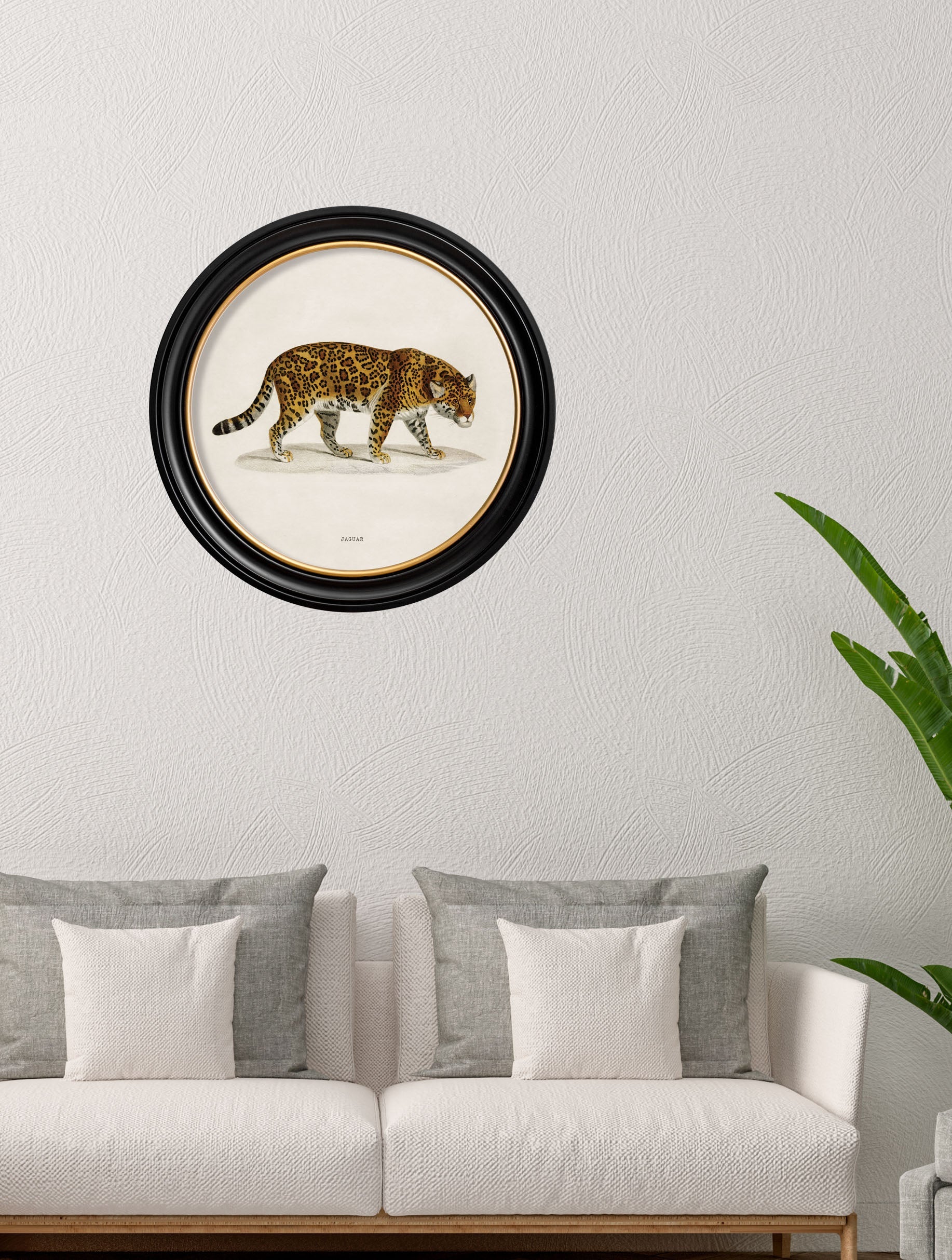 c.1836 Jaguar – Round Frame – framed wall art at Leya Buster Interiors