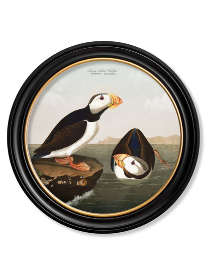 c.1838 Audubon's Puffins – Round Frame styled view – Leya Buster Interiors