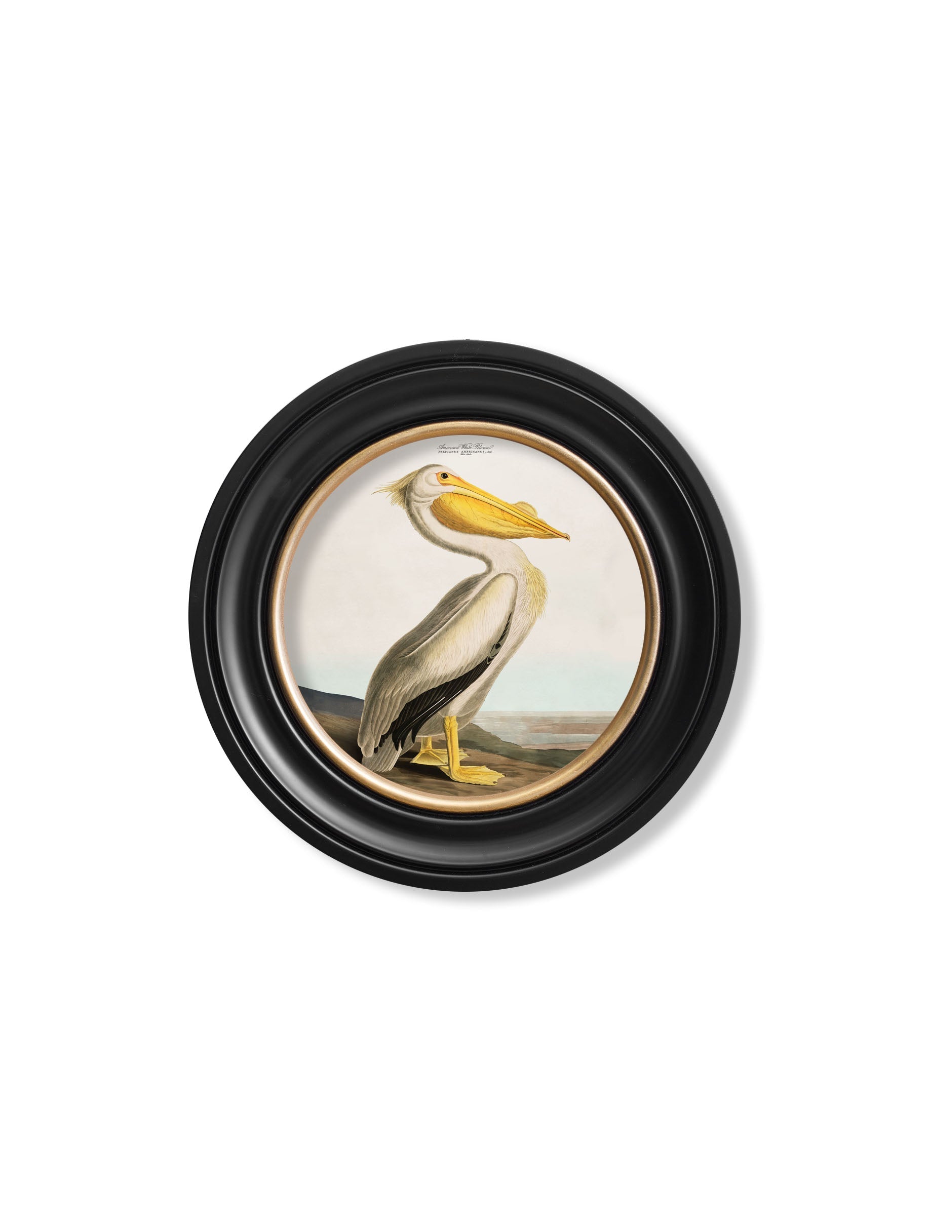 c.1838 Audubon's Pelican – Light – Round Frame styled view – Leya Buster Interiors