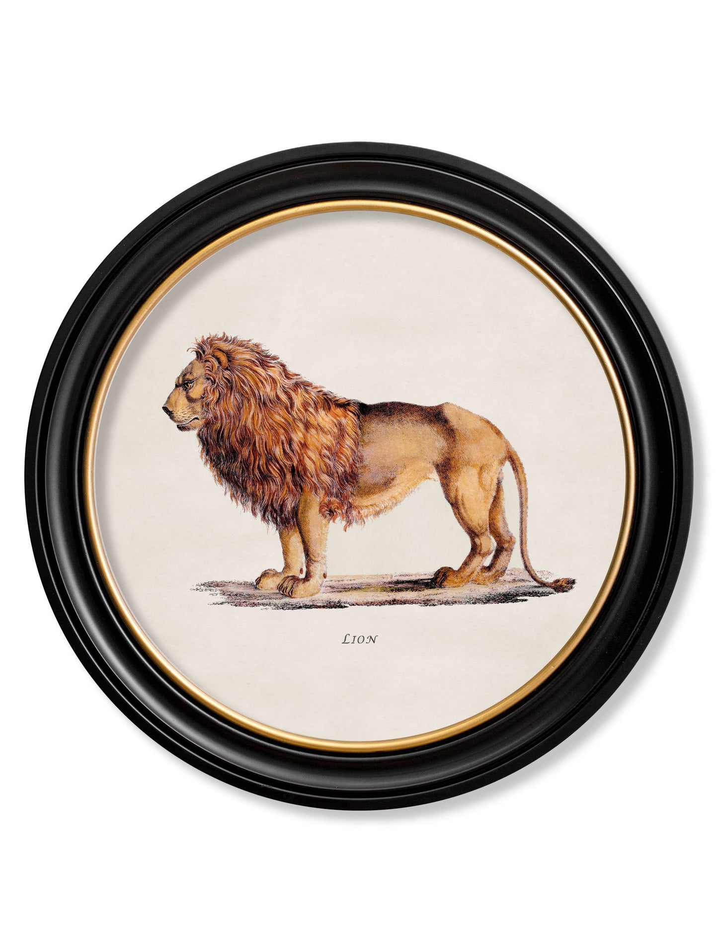c.1800s Lion & Lioness – Round Frames styled view – Leya Buster Interiors