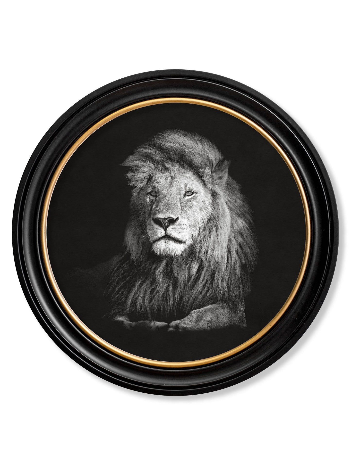 Wildlife Photography – Lion – Round Frame detail – Leya Buster Interiors
