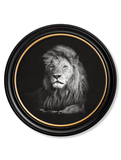 Wildlife Photography – Lion – Round Frame detail – Leya Buster Interiors