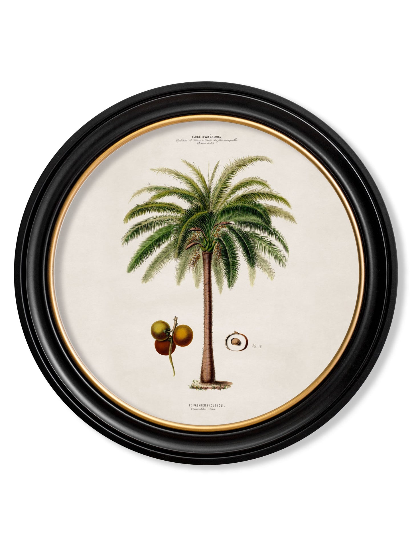 c.1843 Studies of South American Palm Trees in Round Frames styled view – Leya Buster Interiors