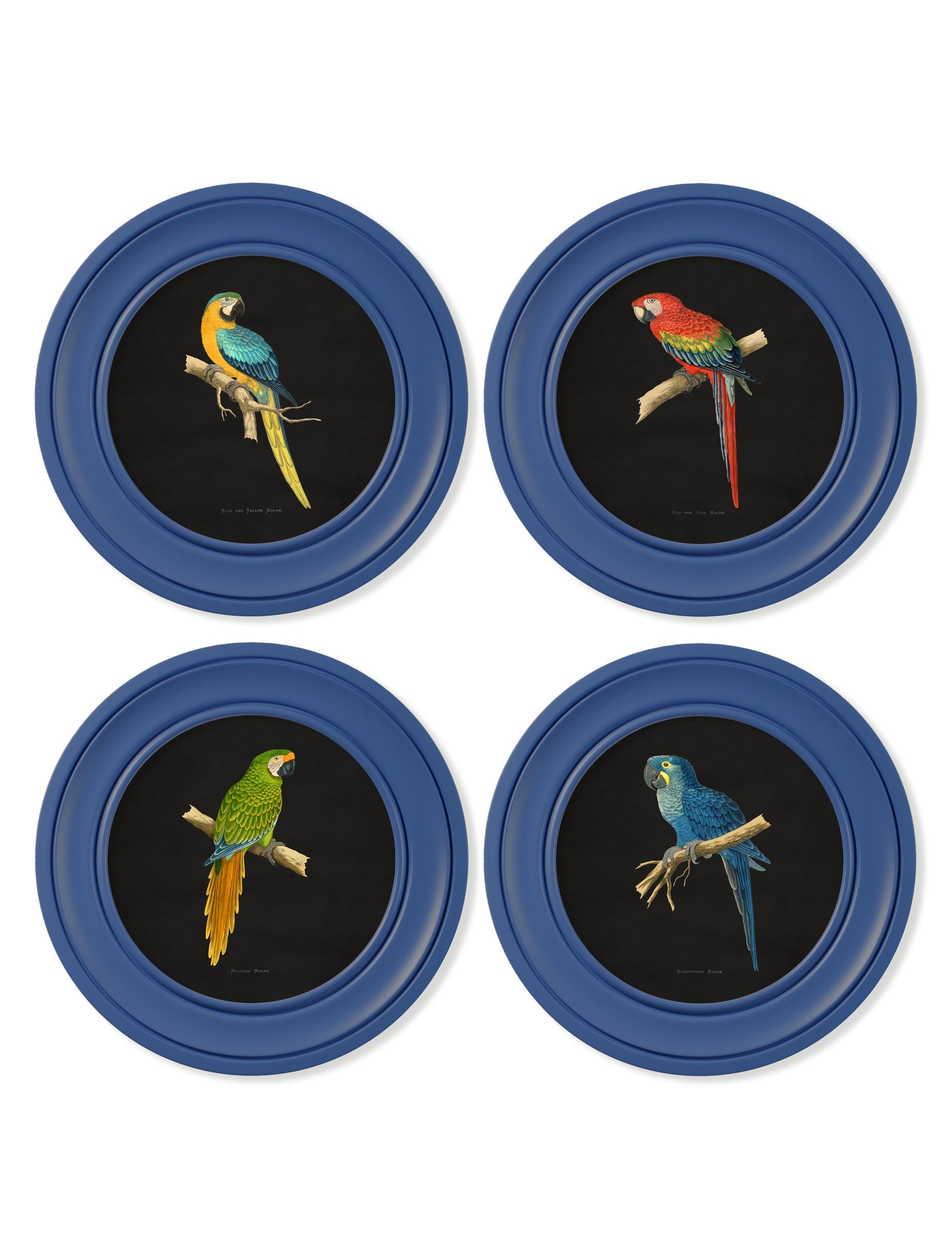 C.1884 Collection of Macaws in Round Frames Blue – framed wall art at Leya Buster Interiors