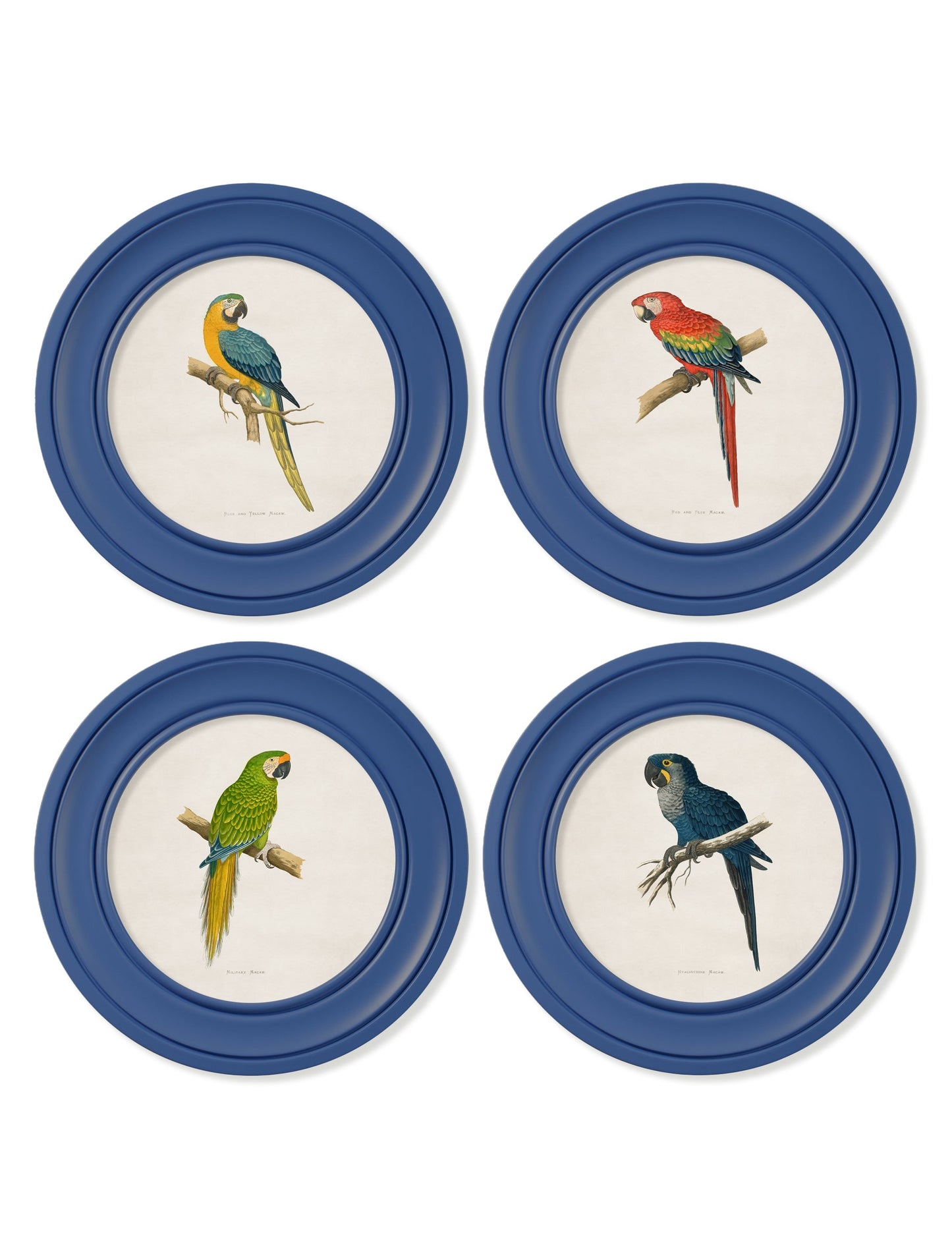 C.1884 Collection of Macaws in Round Frames Blue styled view – Leya Buster Interiors