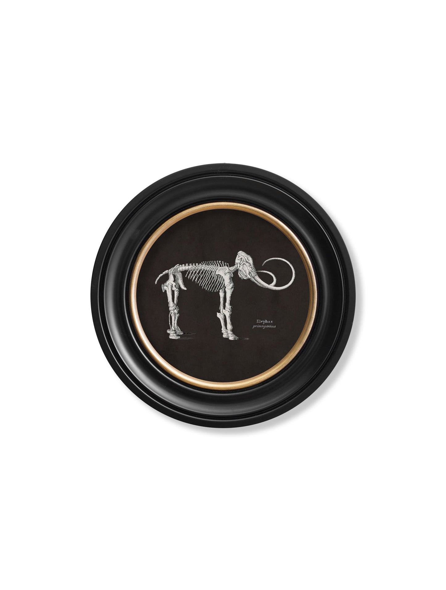 c.1870 Anatomical Skeletons – Dark – Round Frames styled view – Leya Buster Interiors
