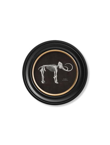 c.1870 Anatomical Skeletons – Dark – Round Frames styled view – Leya Buster Interiors