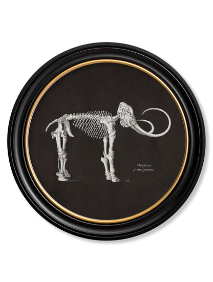 c.1870 Anatomical Skeletons – Dark – Round Frames styled view – Leya Buster Interiors