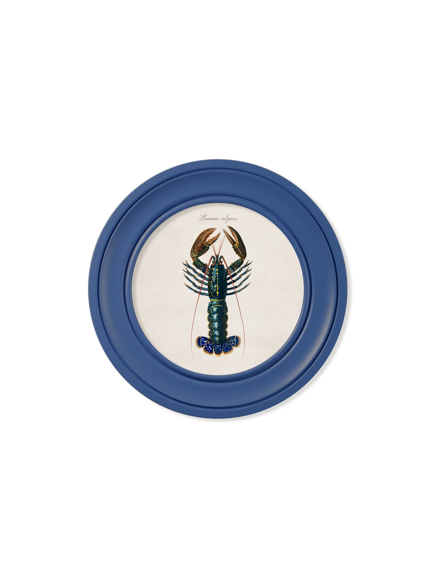 c.1876 Marine Lobster in Round Frames Blue – framed wall art at Leya Buster Interiors