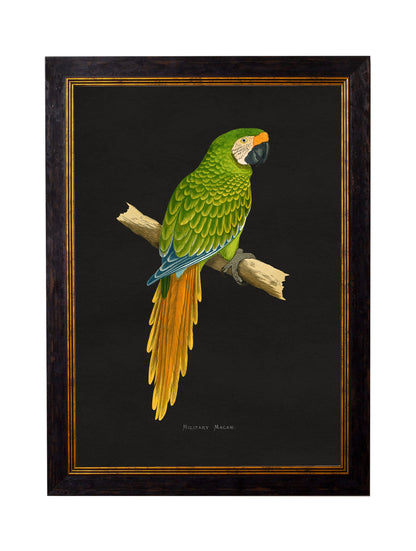 c.1884 Macaws – Dark Background styled view – Leya Buster Interiors