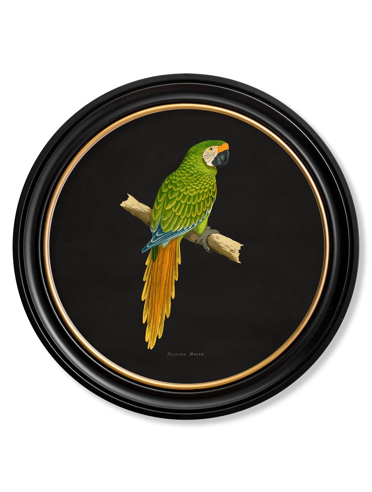 C.1884 Collection of Macaws in Round Frames – Black styled view – Leya Buster Interiors