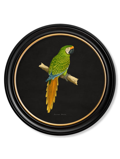 C.1884 Collection of Macaws in Round Frames – Black styled view – Leya Buster Interiors