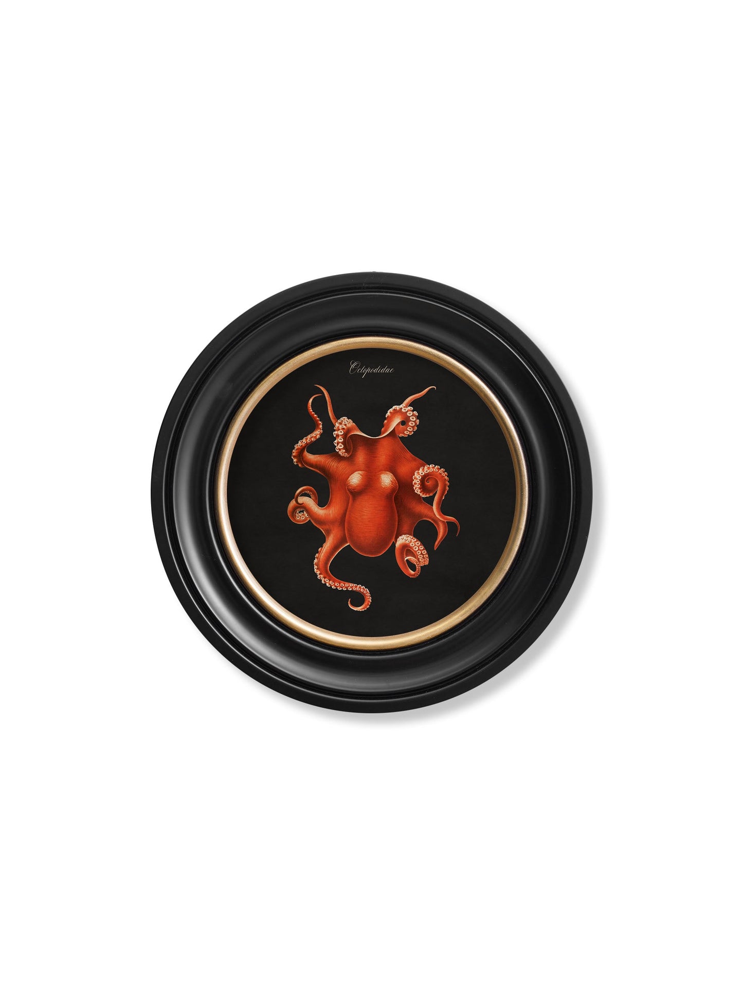 C.1876 Marine Animals in Round Frames – Black styled view – Leya Buster Interiors