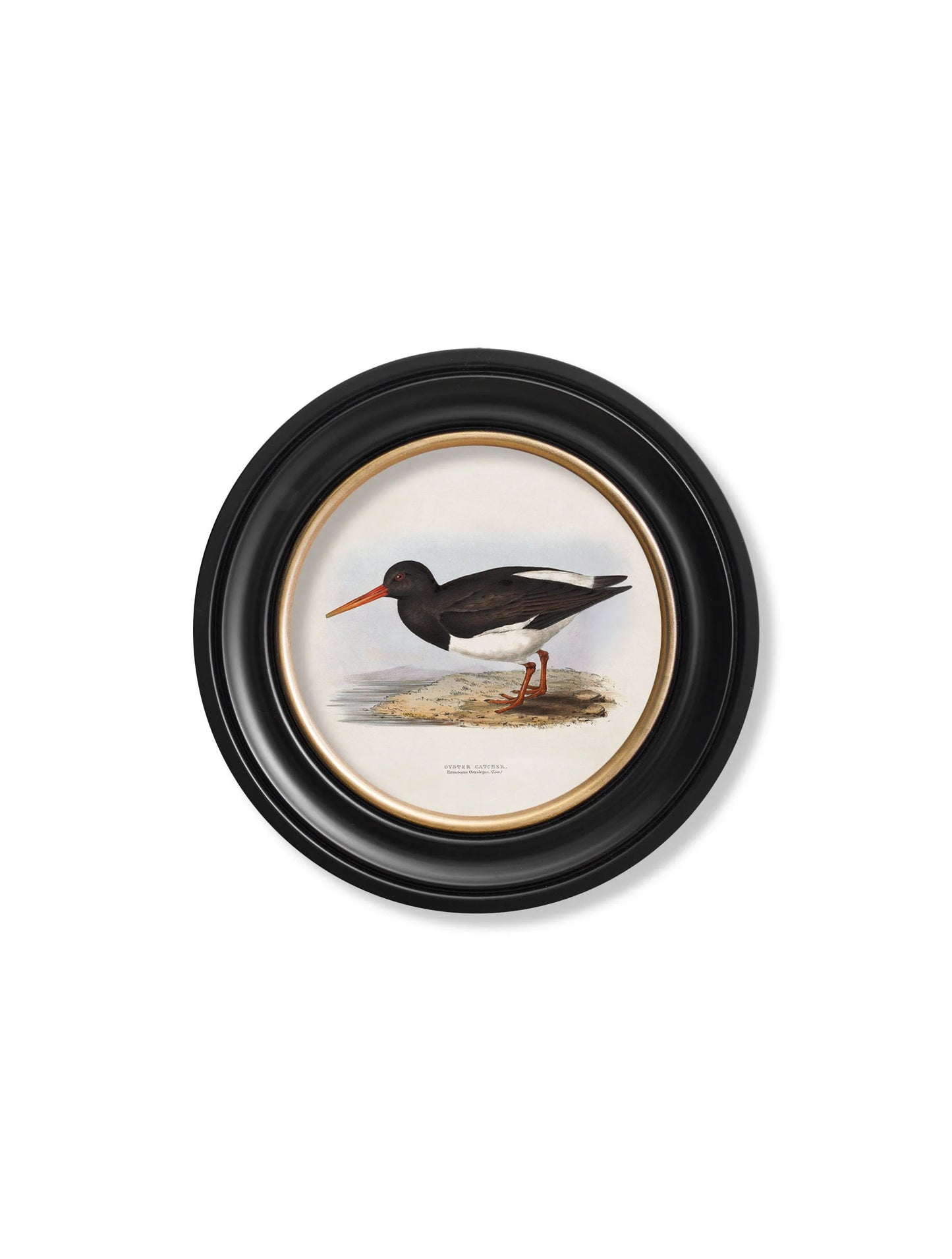 c.1837's British Coastal Birds – Round styled view – Leya Buster Interiors