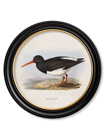 c.1837's British Coastal Birds – Round styled view – Leya Buster Interiors