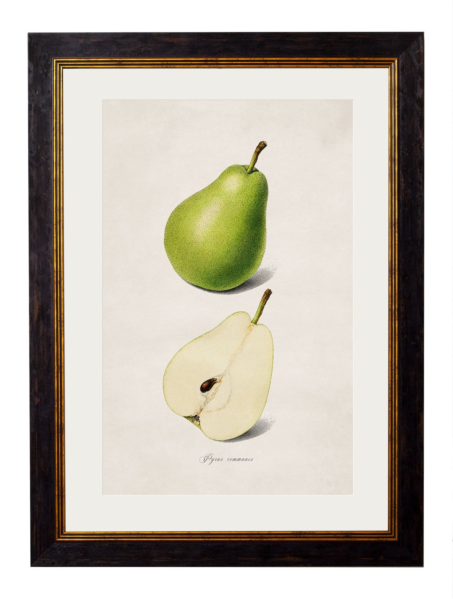 c.1886 Studies of Fruit styled view – Leya Buster Interiors