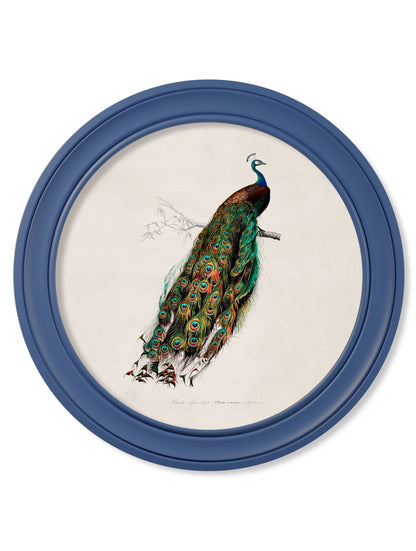 c.1847 Peacocks in Round Frames Light – Blue – framed wall art at Leya Buster Interiors