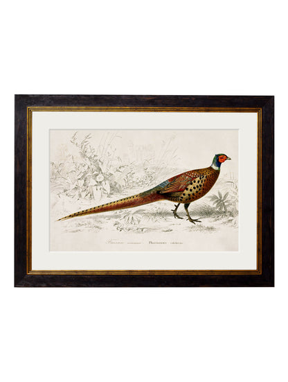 c.1850's Pheasant – Oxford Frame detail – Leya Buster Interiors