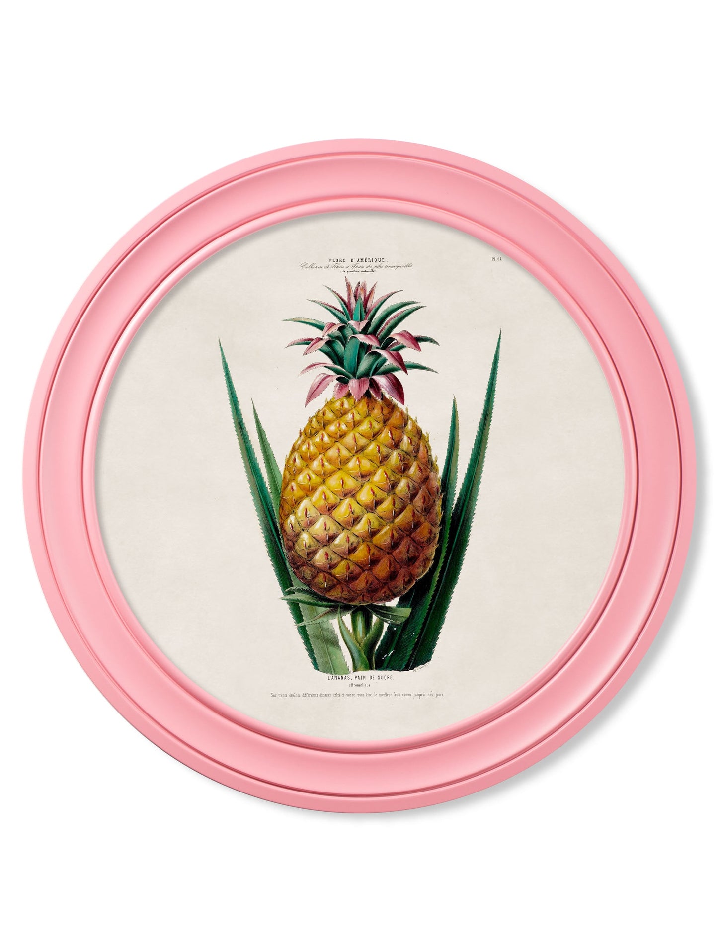 c.1843 Pineapple Plant – Round Frame Pink detail – Leya Buster Interiors