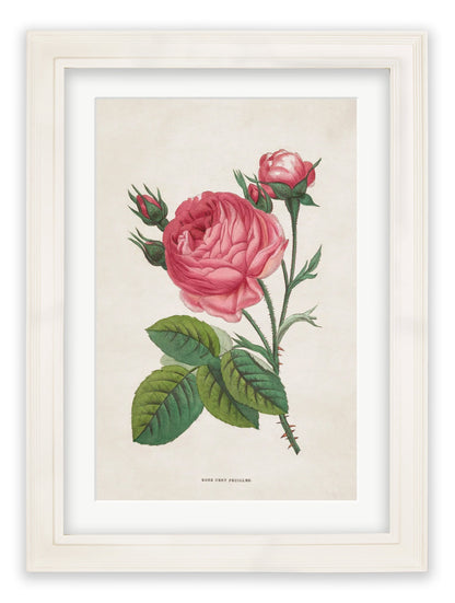 Rose Floral Illustrations styled view – Leya Buster Interiors