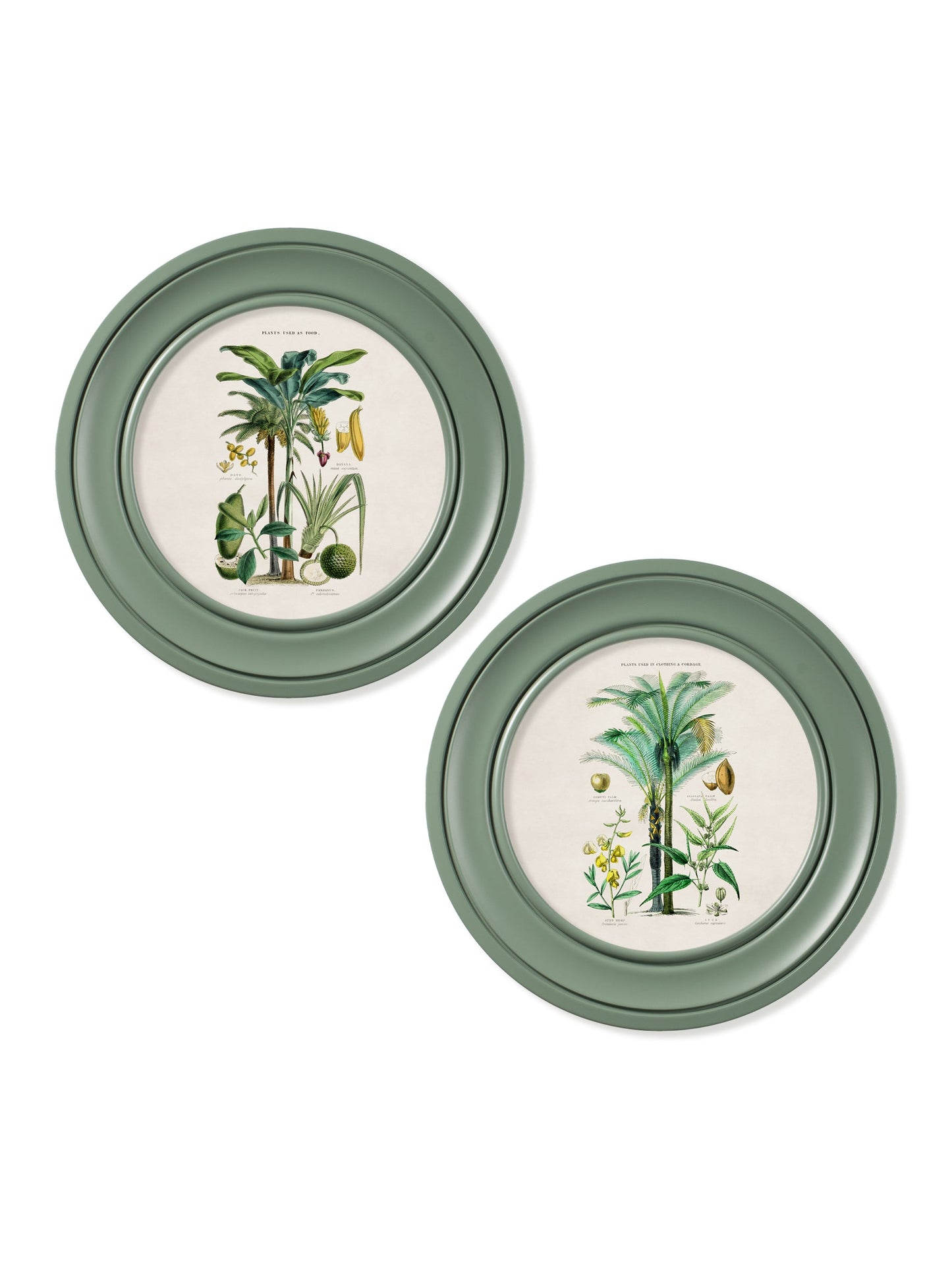 c.1877 Tropical Plants Used as Food and Clothing – Round Frame Green – framed wall art at Leya Buster Interiors