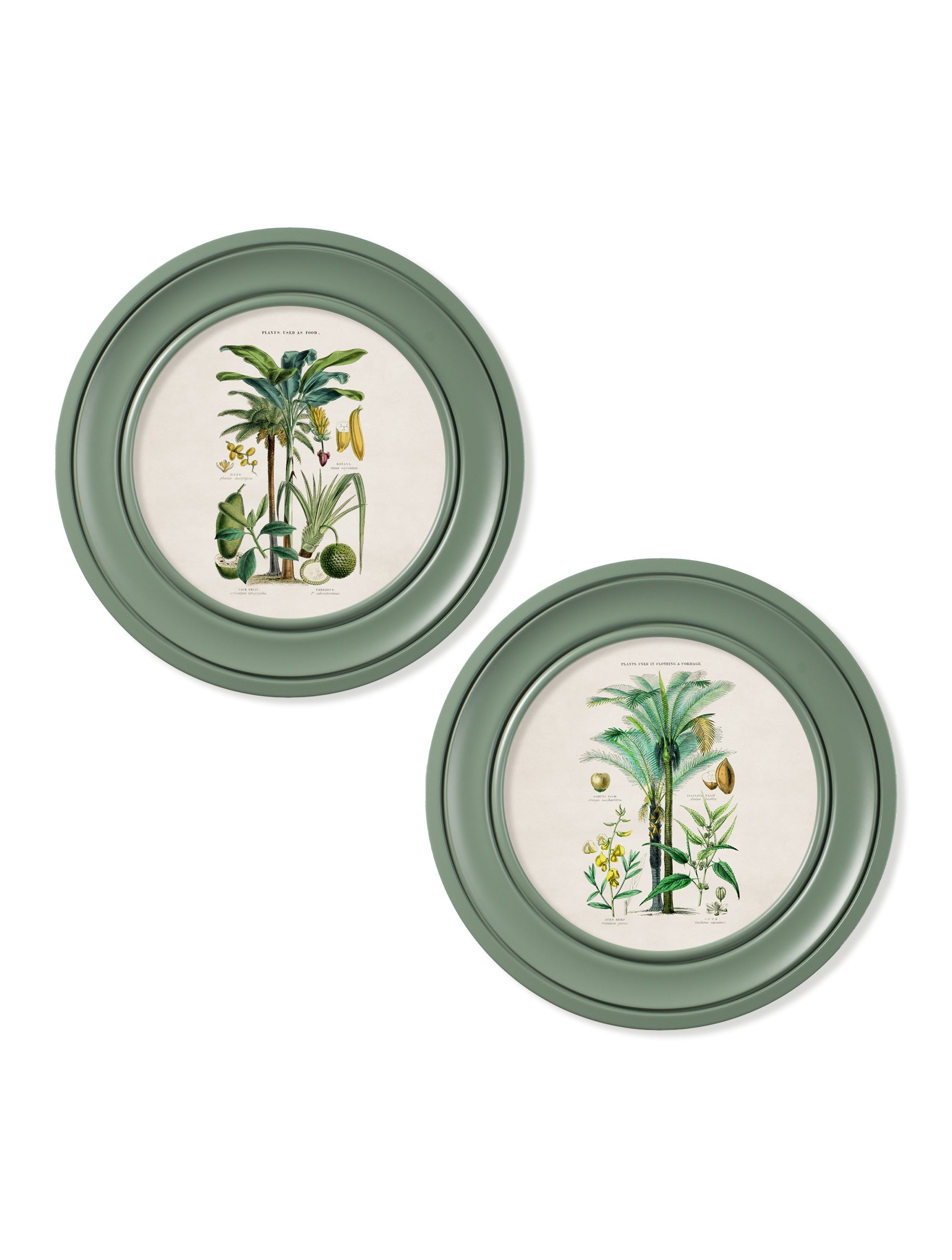 c.1877 Tropical Plants Used as Food and Clothing – Round Frame Green – framed wall art at Leya Buster Interiors
