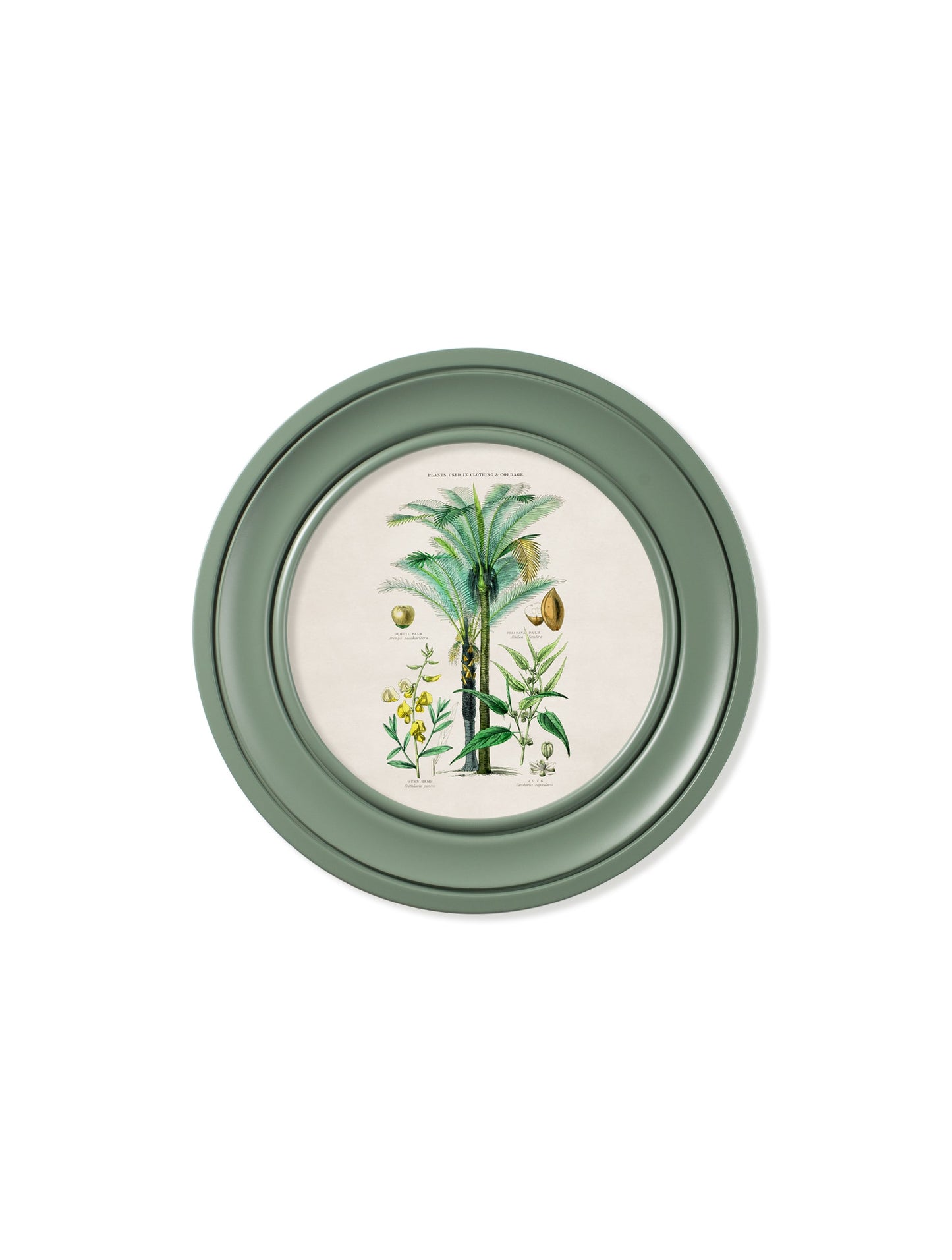 c.1877 Tropical Plants Used as Food and Clothing – Round Frame Green styled view – Leya Buster Interiors
