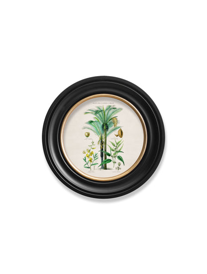 c.1877 Tropical Plants Used as Food and Clothing – Round Frame styled view – Leya Buster Interiors