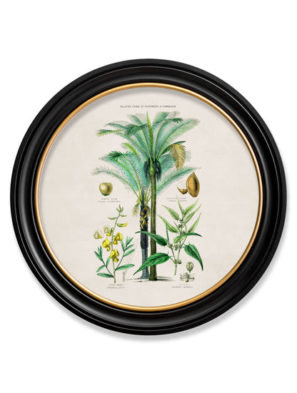 c.1877 Tropical Plants Used as Food and Clothing – Round Frame styled view – Leya Buster Interiors