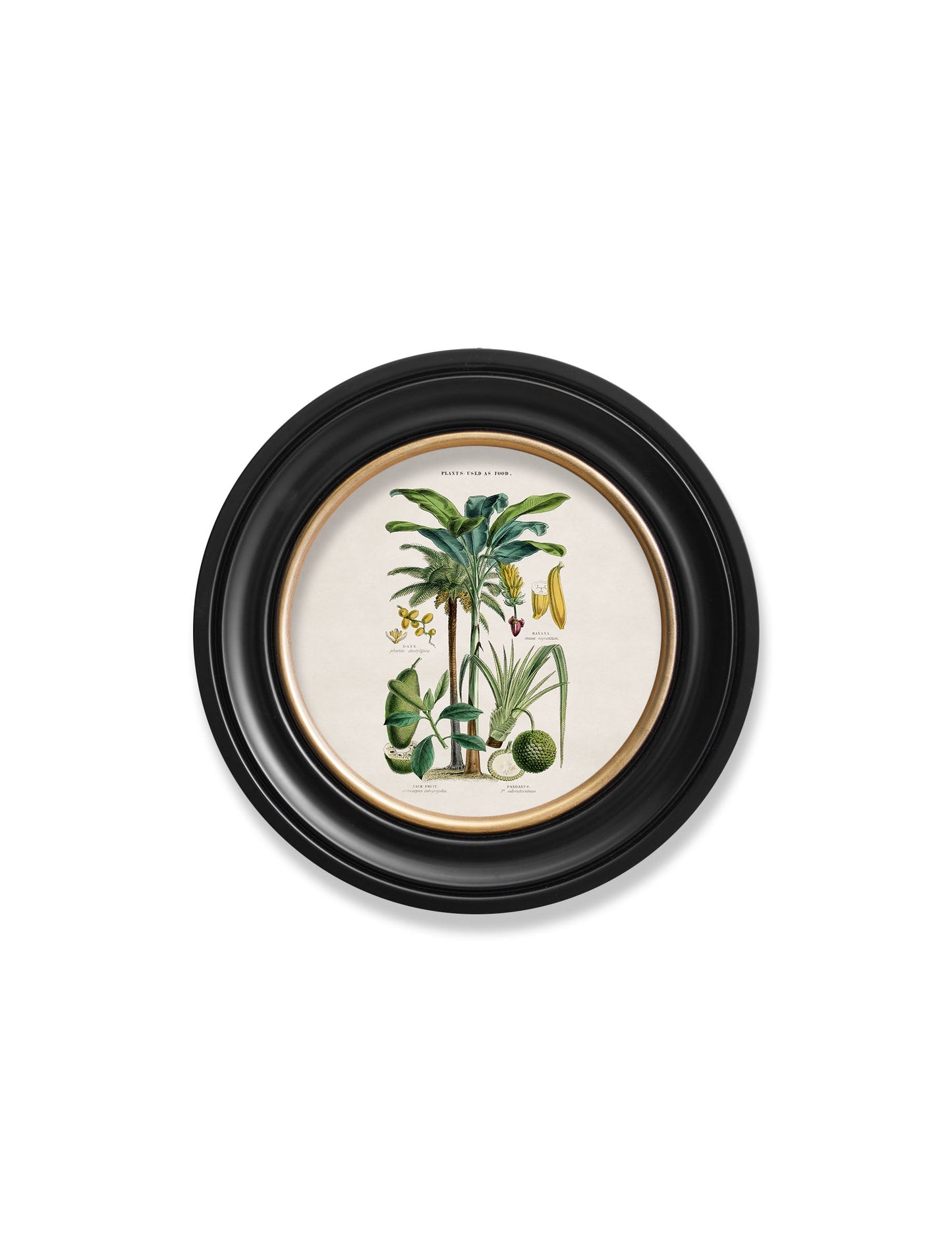 c.1877 Tropical Plants Used as Food and Clothing – Round Frame styled view – Leya Buster Interiors
