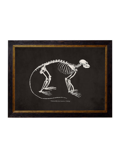 c.1870 Anatomical Skeletons – Dark styled view – Leya Buster Interiors