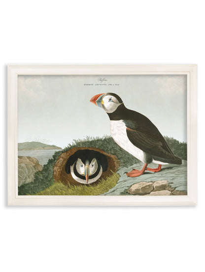 c.1838 Audubon's Puffins styled view – Leya Buster Interiors
