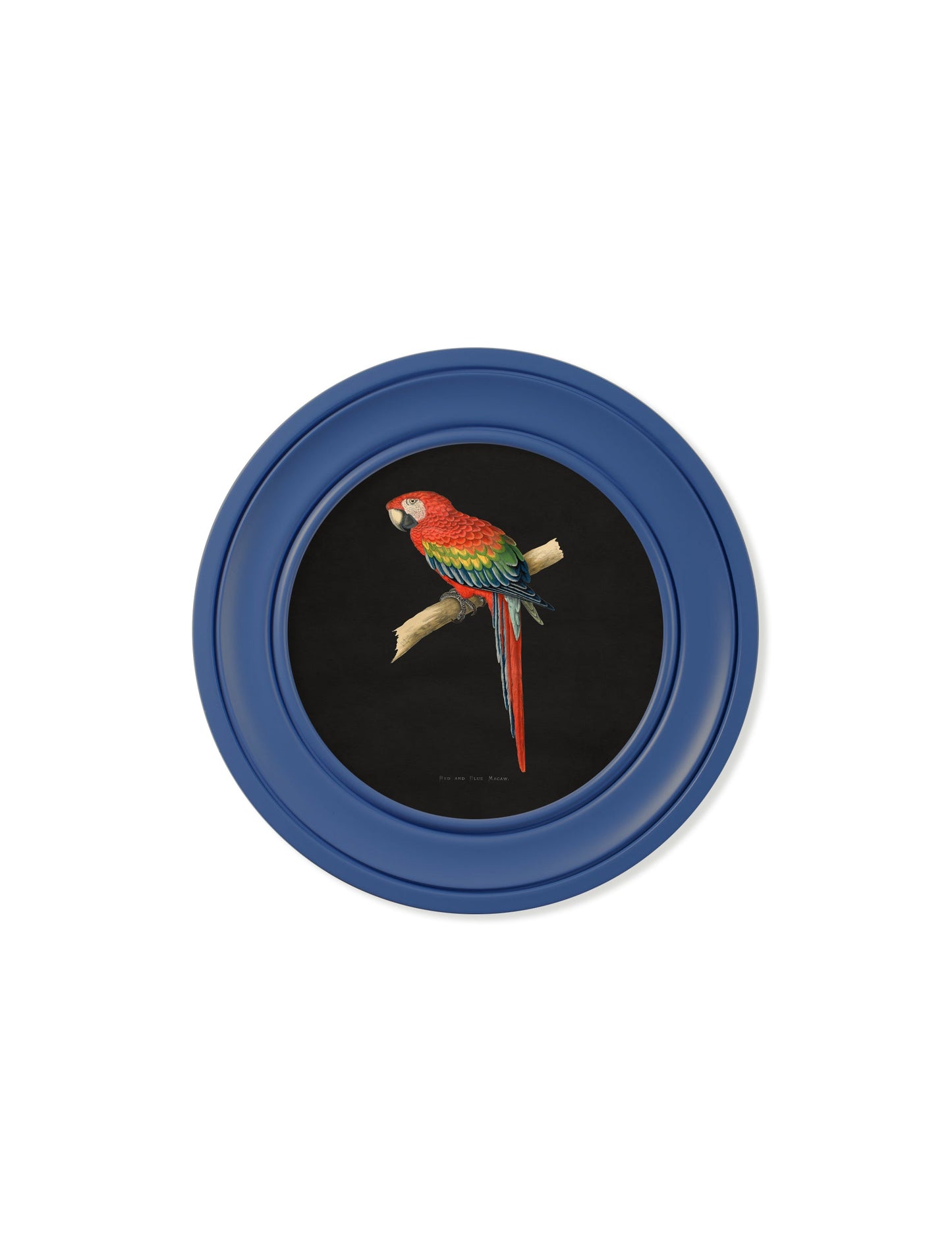C.1884 Collection of Macaws in Round Frames Blue styled view – Leya Buster Interiors