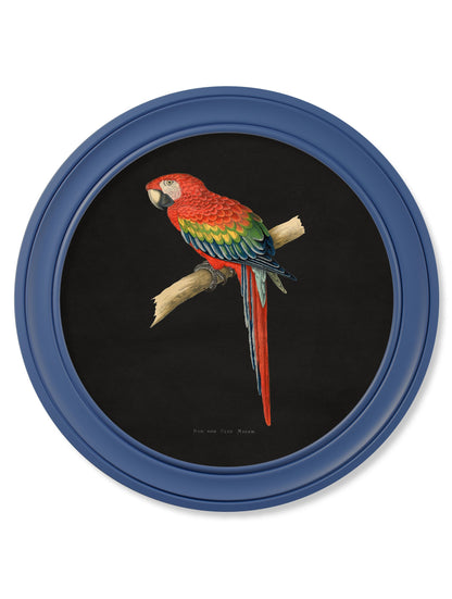 C.1884 Collection of Macaws in Round Frames Blue styled view – Leya Buster Interiors