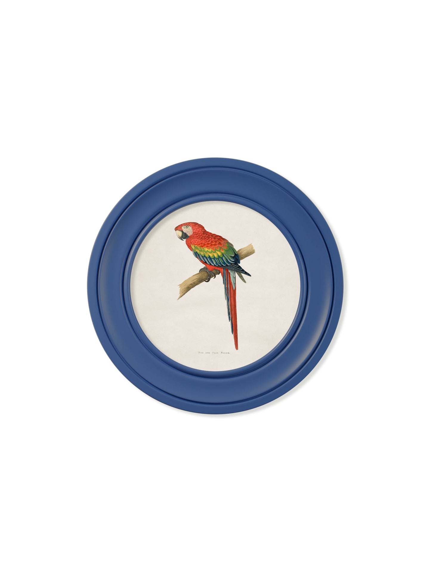 C.1884 Collection of Macaws in Round Frames Blue styled view – Leya Buster Interiors