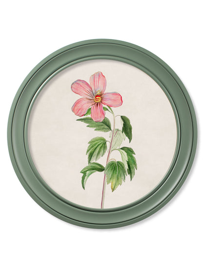 c.1780 Flowering Plants Round Frame Green styled view – Leya Buster Interiors