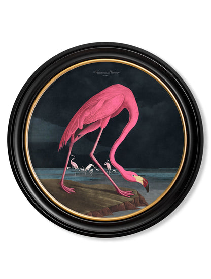 c.1838 Audubon's Flamingo – Dark – Round Frame detail – Leya Buster Interiors