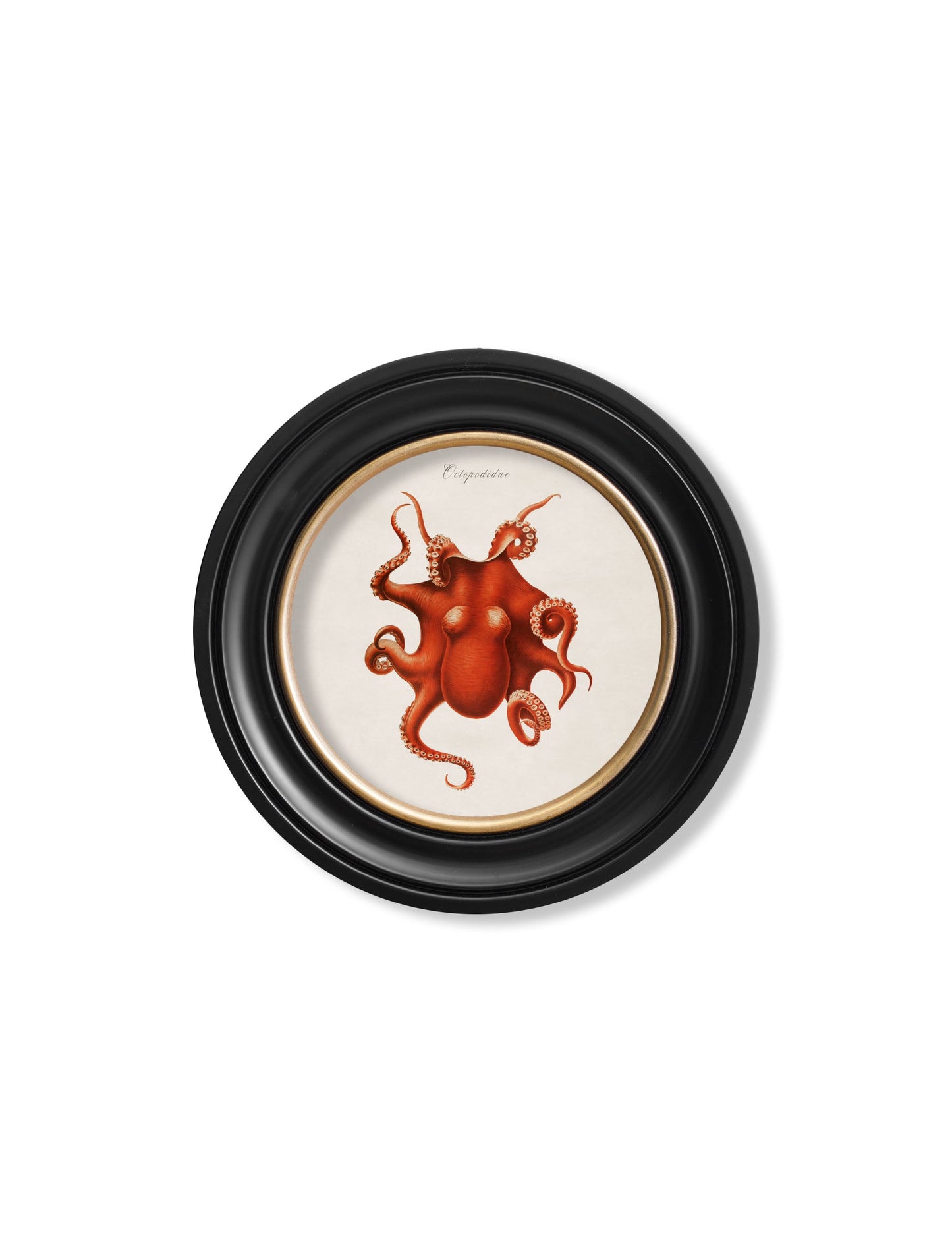 c.1876 Marine Animals in Round Frames styled view – Leya Buster Interiors