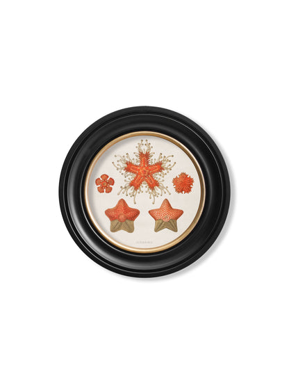 c.1904 Haeckel Sealife – Round Frames styled view – Leya Buster Interiors