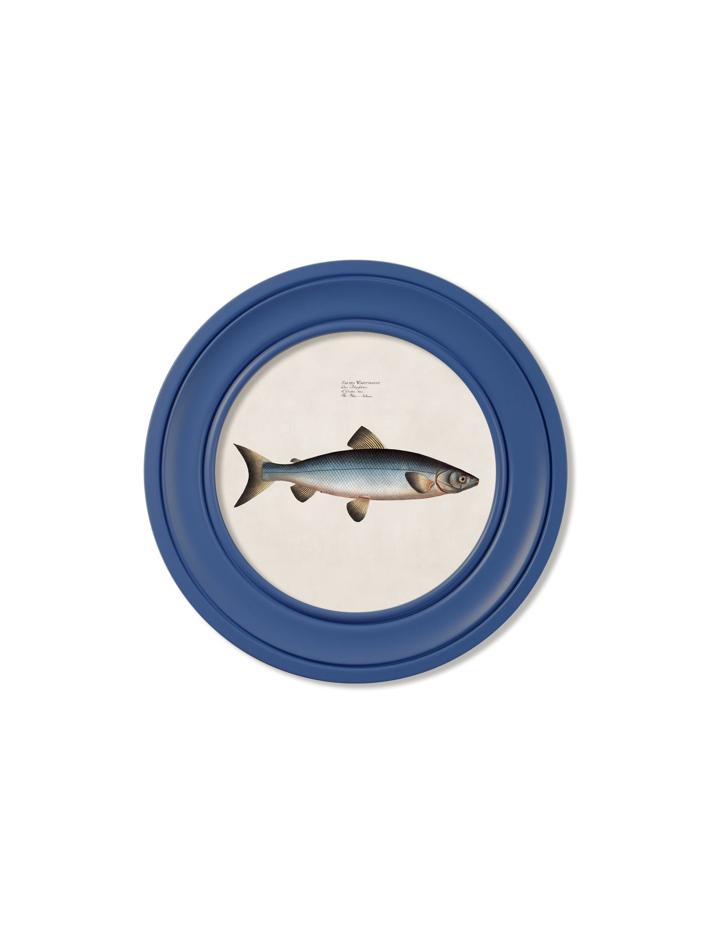 c.1785 Studies of Salmon – Round Frame Blue styled view – Leya Buster Interiors