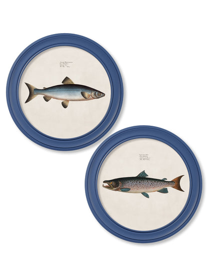 c.1785 Studies of Salmon – Round Frame Blue detail – Leya Buster Interiors