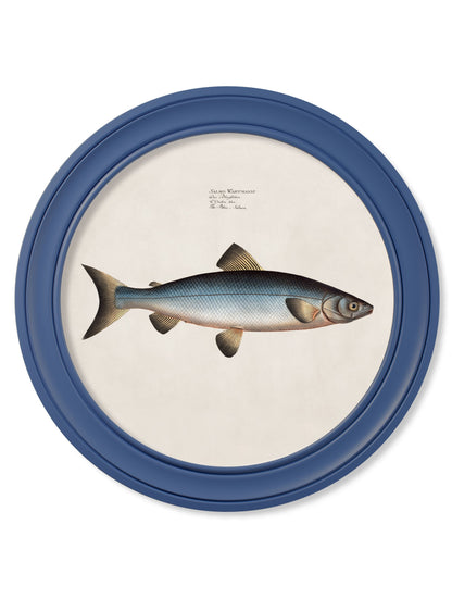 c.1785 Studies of Salmon – Round Frame Blue styled view – Leya Buster Interiors