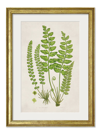 Collection of 6 Ferns styled view – Leya Buster Interiors