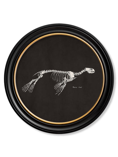 c.1870 Anatomical Skeletons – Dark – Round Frames styled view – Leya Buster Interiors